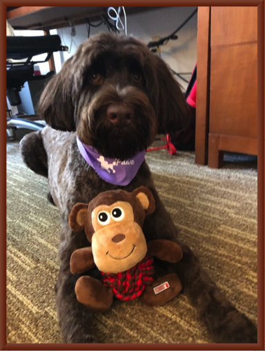 Baxter’s Daughter, Kimble, with Same Toy -  3,000 Miles Away in Georgia